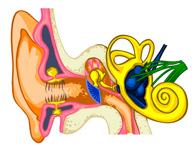 Estructura oído interno