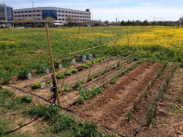 Huertos sociales